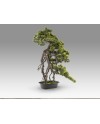 KENGAI - BONSAI 74CM- SET 2